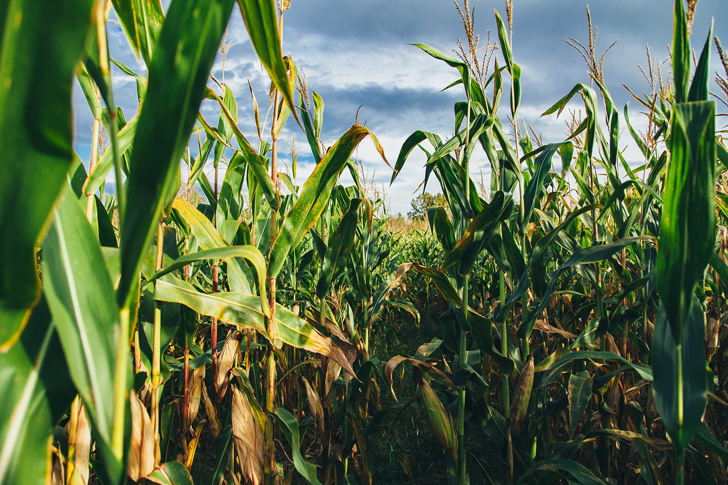 Corn fields Avada Car Dealer News