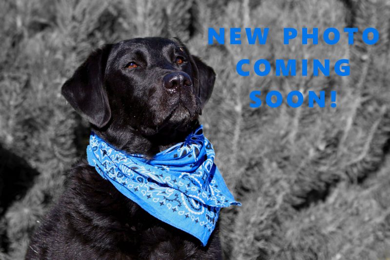 Black Dog background with New Photo Coming Soon text