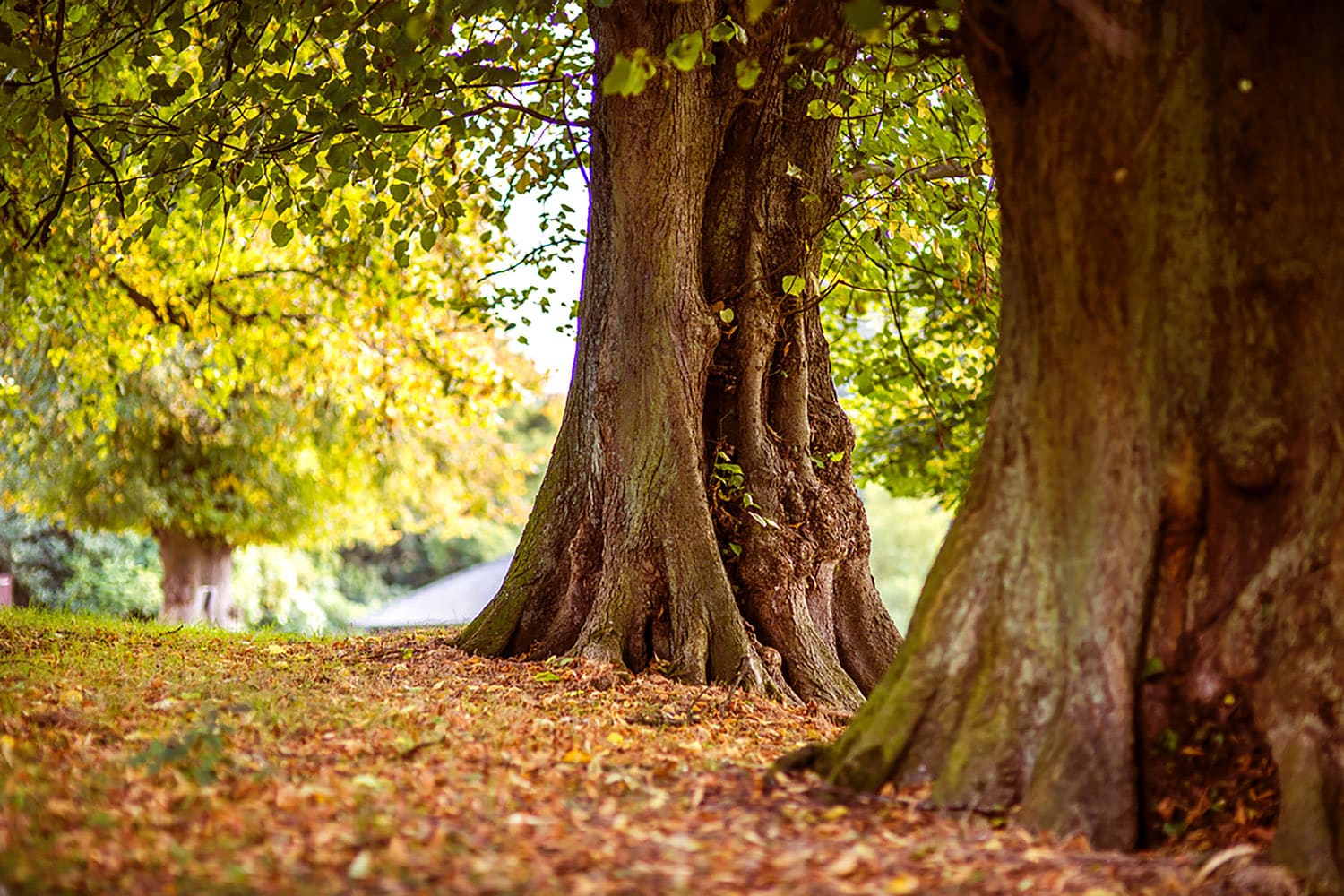 Mature trees overgrown in fall