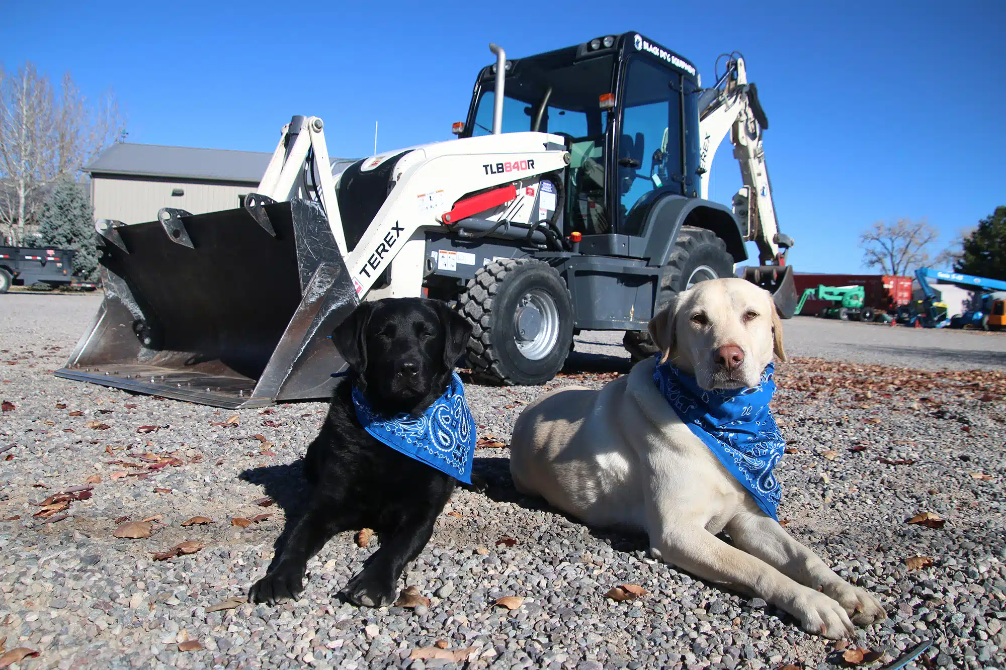 Dogs laying in front of backhoe
